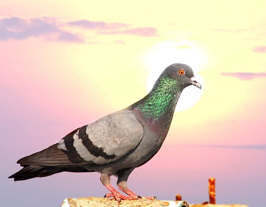 pigeon sunset