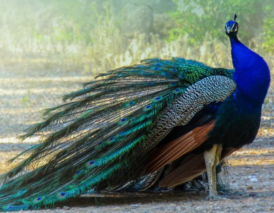 proud peacock