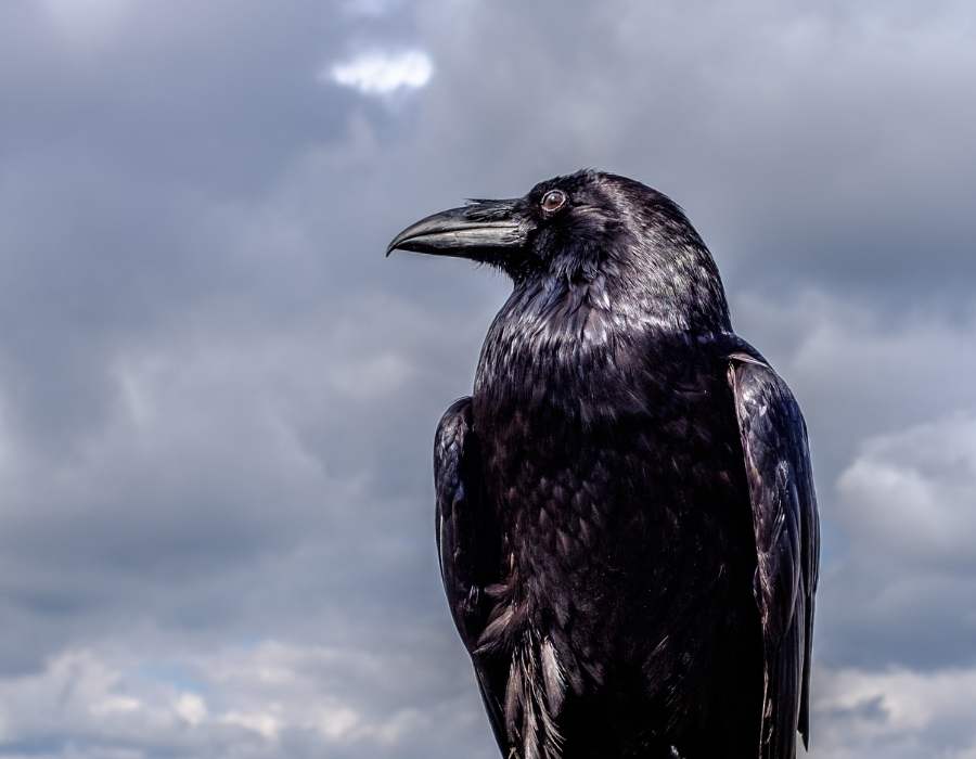 proud raven
