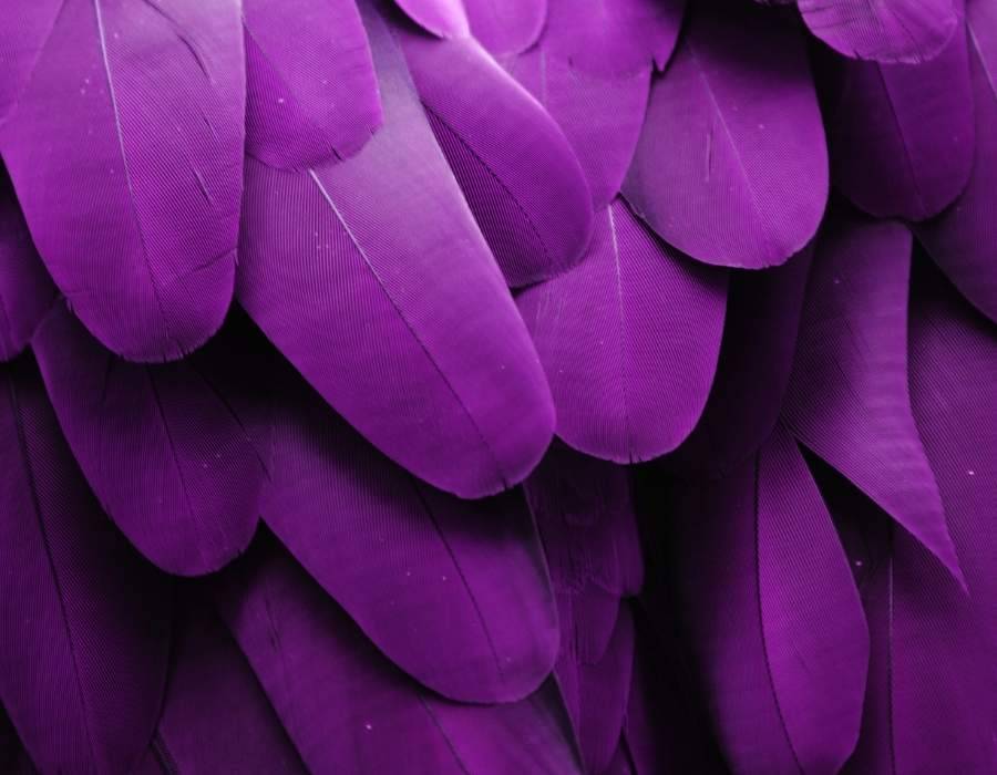 purple-feathers