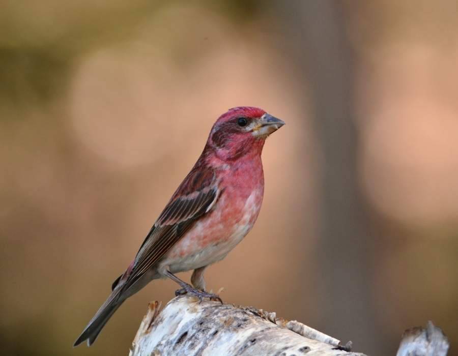 purple finch