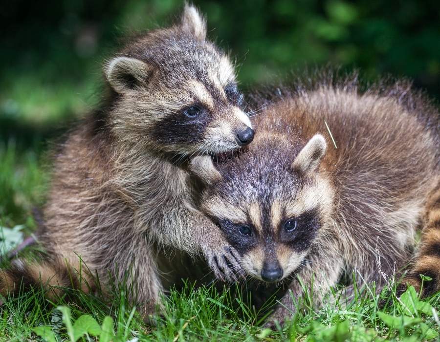 raccoon babies