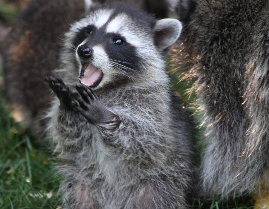 raccoon hungry