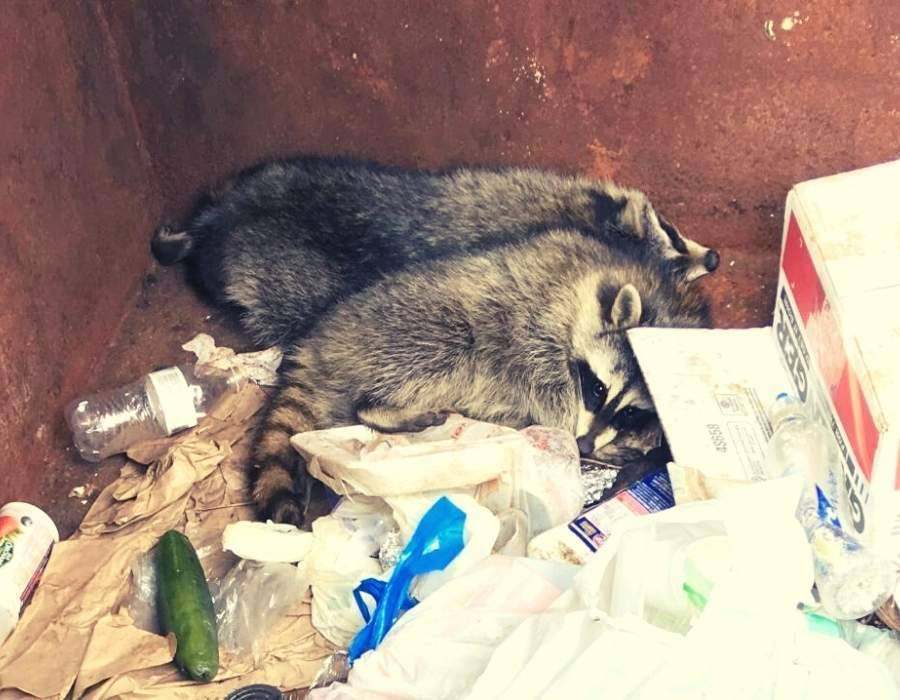 raccoons in dumpster