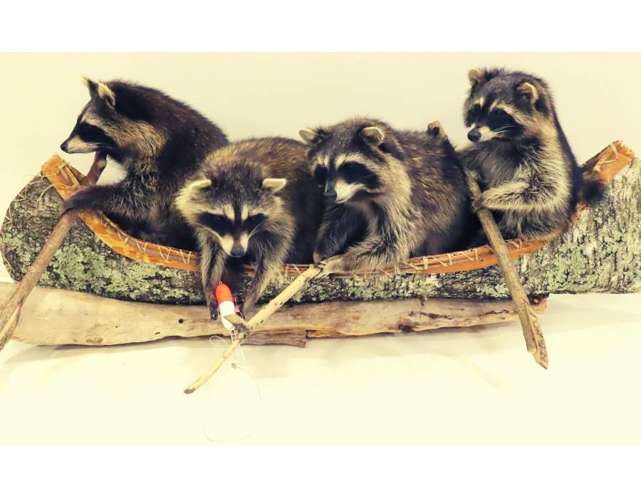 raccoons in noah ark