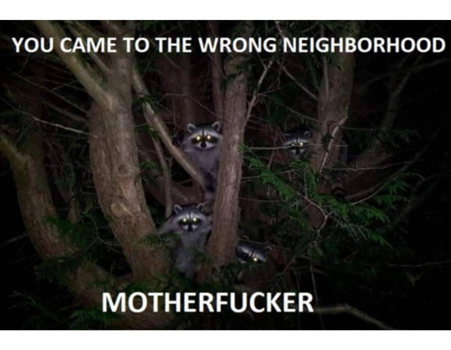 raccoons tree wrong neighborhood Embrace Your Raccoon Spirit: Wisdom in the Wild