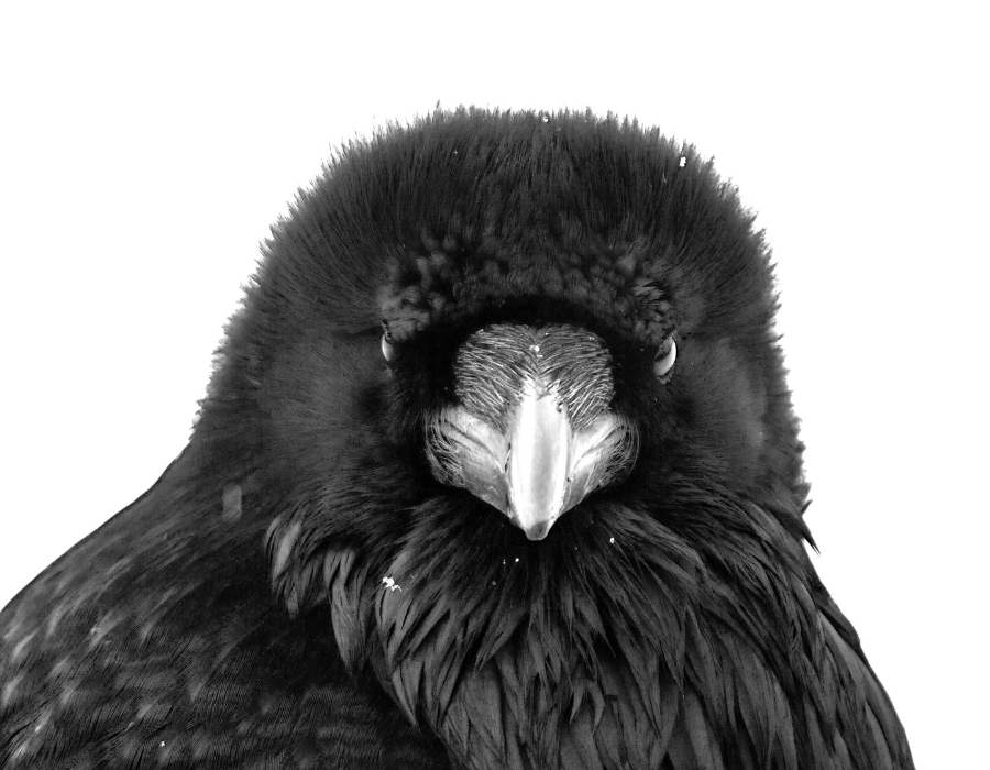raven close up