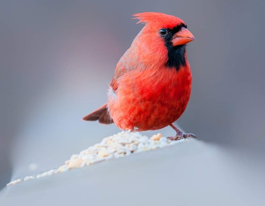red cardinal close up