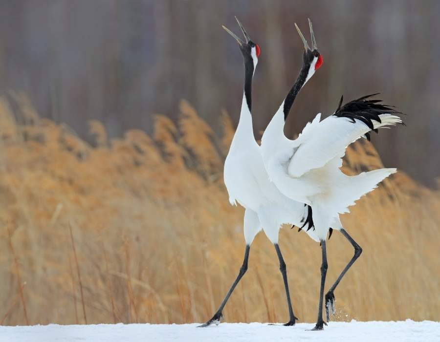 red crowned crane