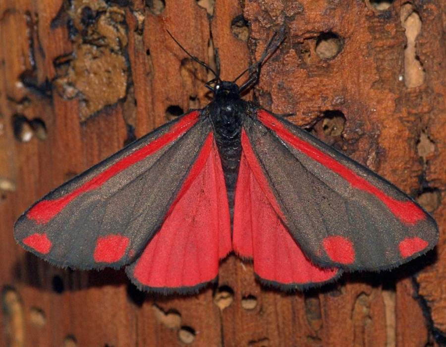 red moth meaning