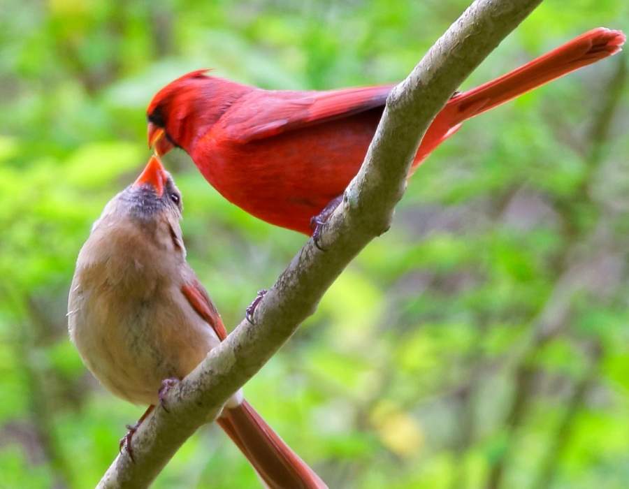 omantic-kissing-cardinals