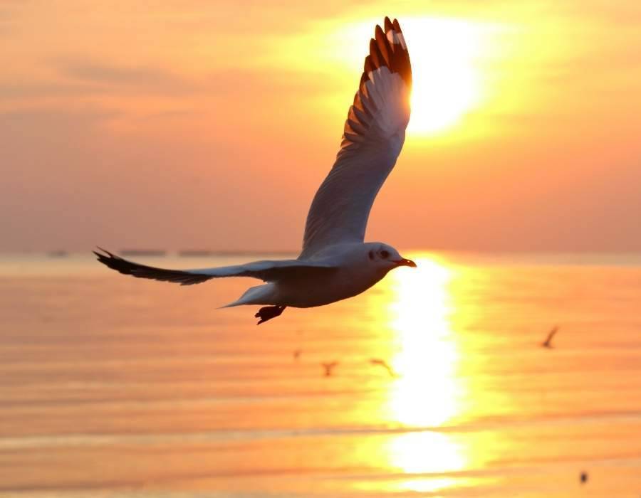 romantic seagull