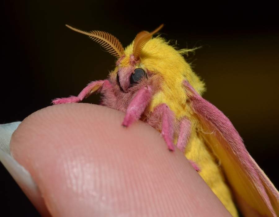 Rosy maple moth (scientific name: dryocampa rubicunda)
