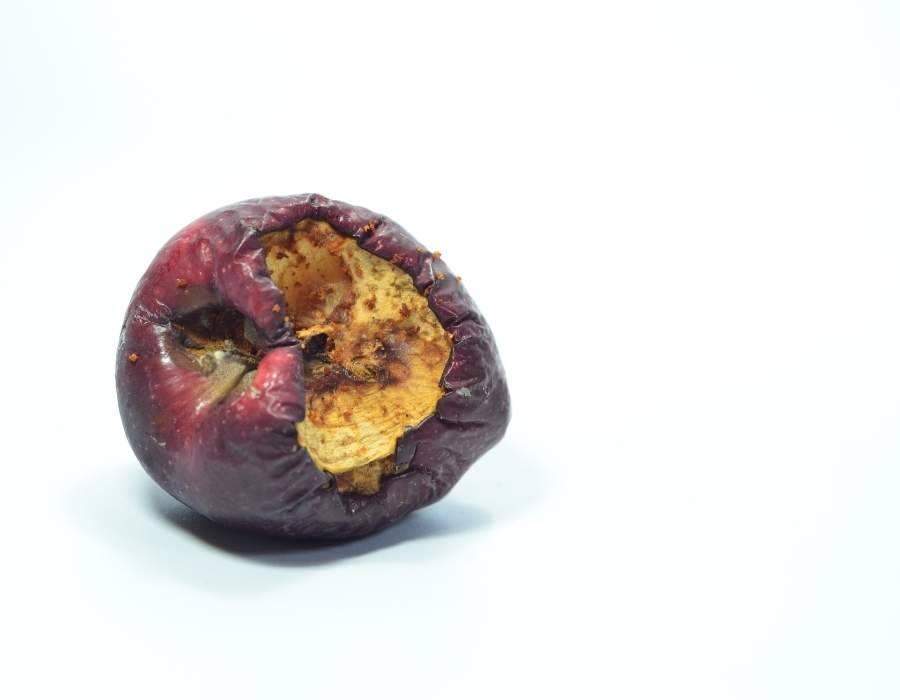 rotting apple