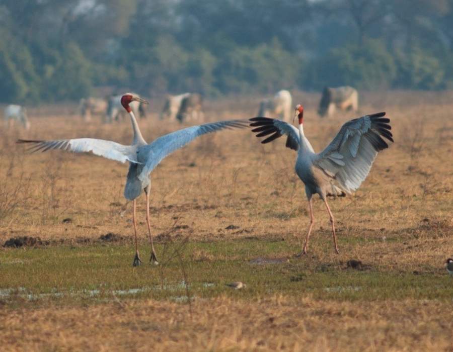 Sarus cranes dancing