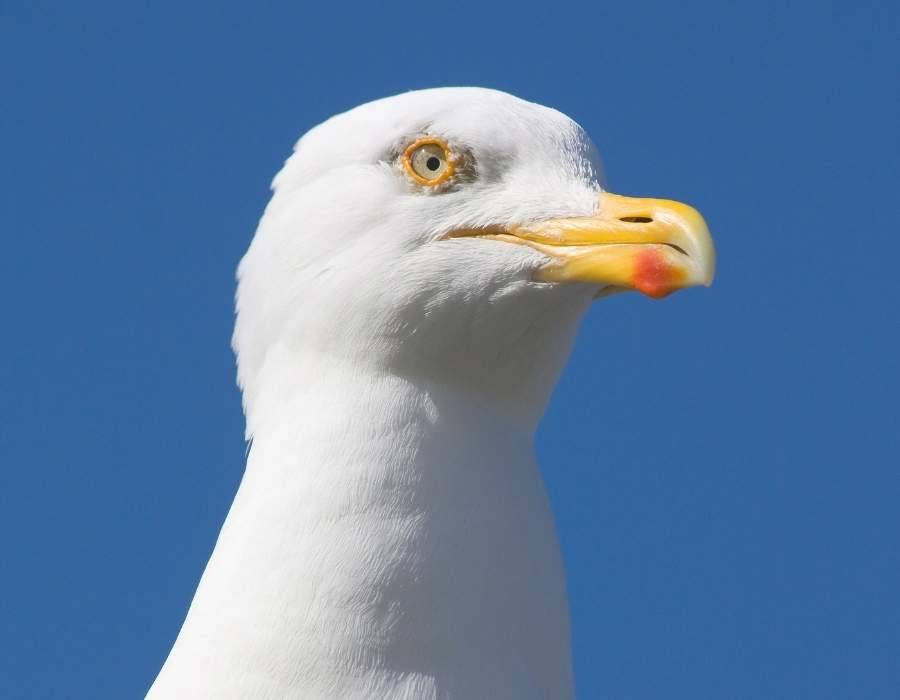 seagull closeup