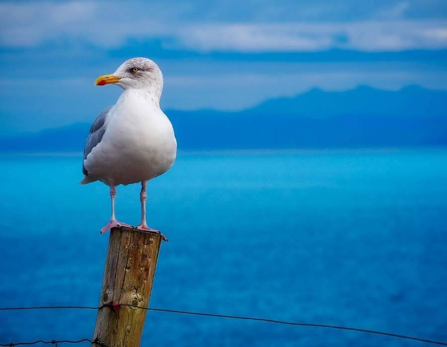 seagull on post