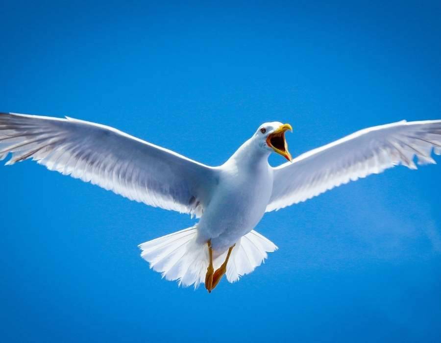 seagull screaming