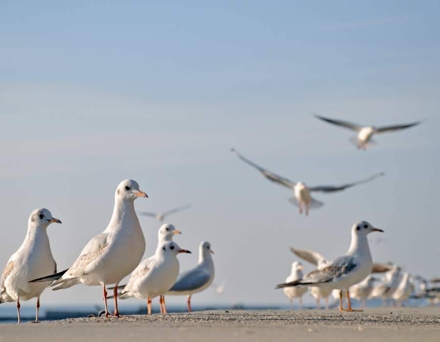 seagulls at the beach