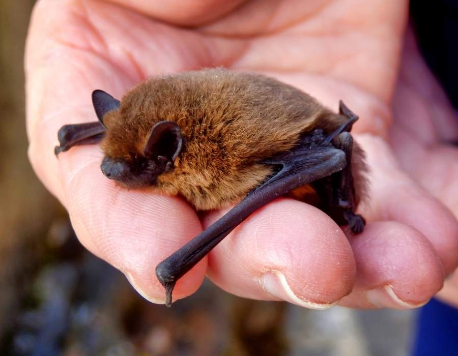 small bat in hand