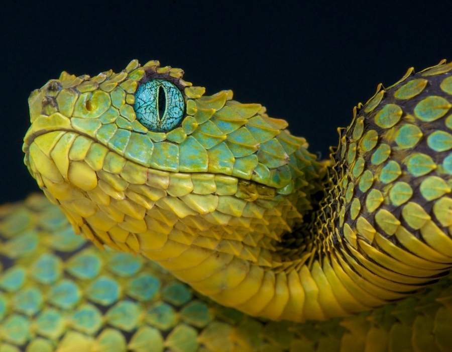 snake envy deadly sin