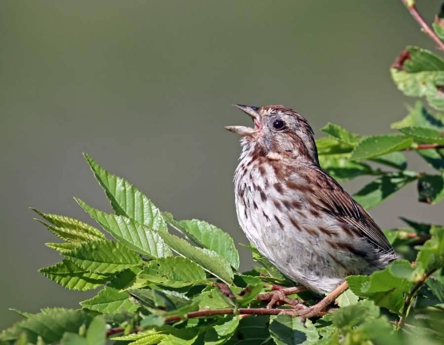 song sparrow