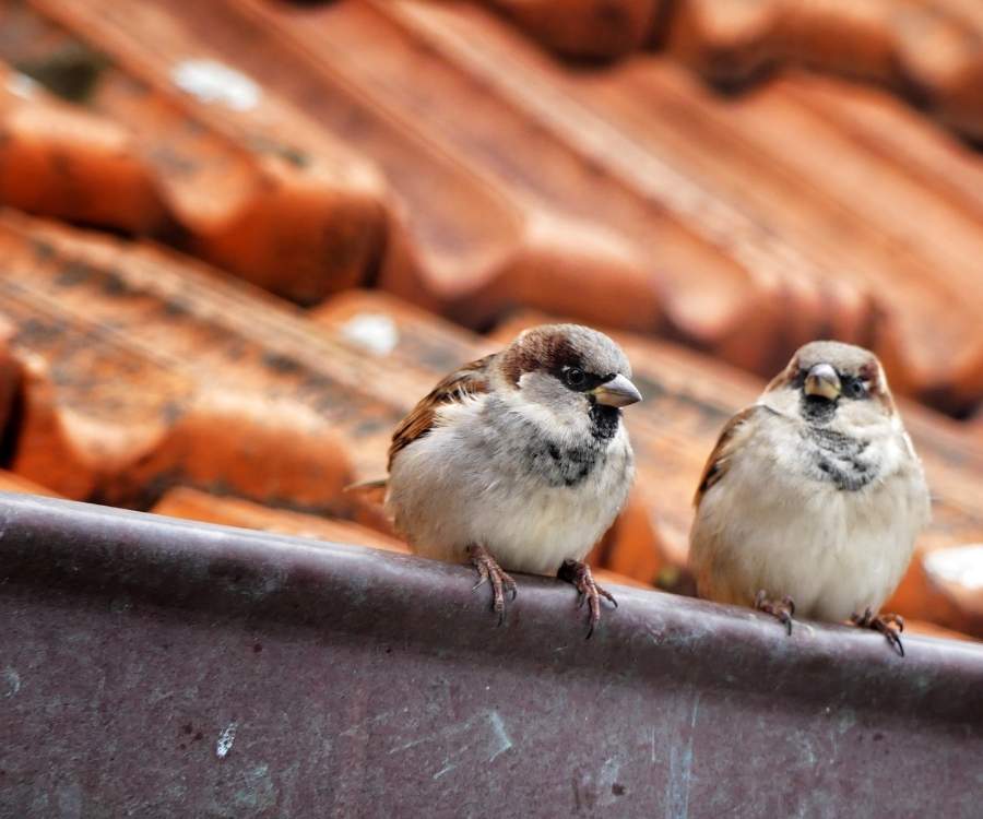 sparrow friends