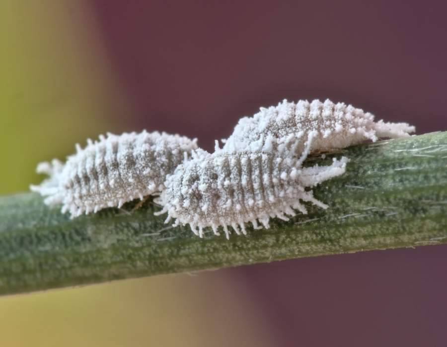 Cochineal insect