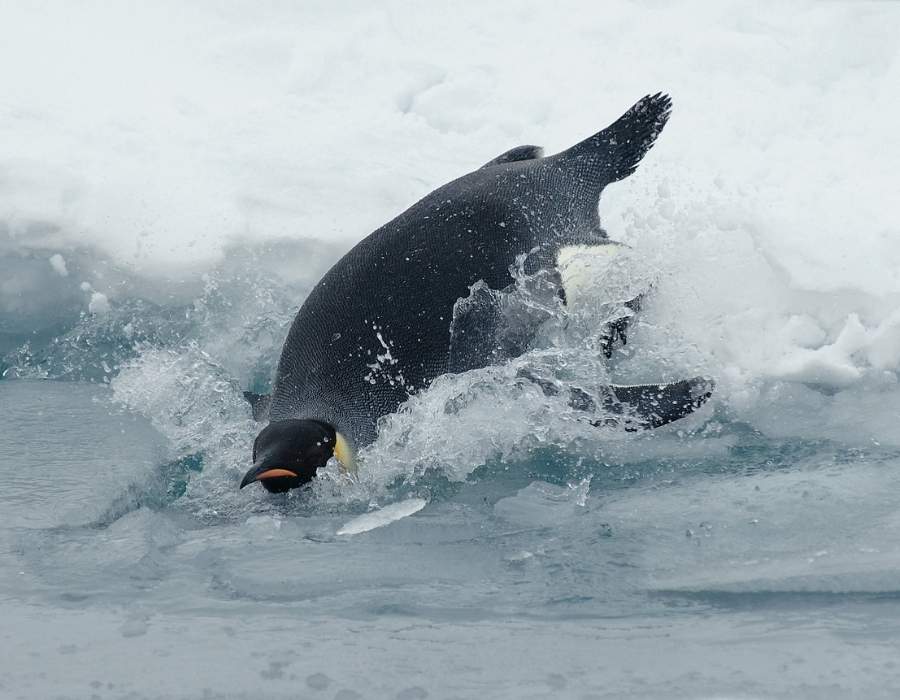 surfing penguin