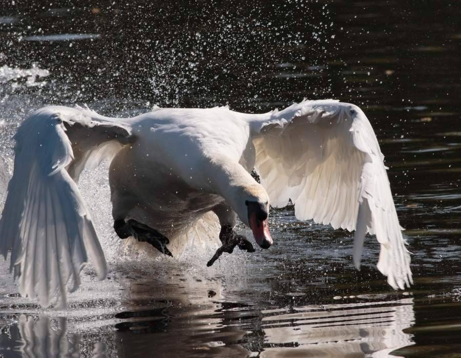 swan attack