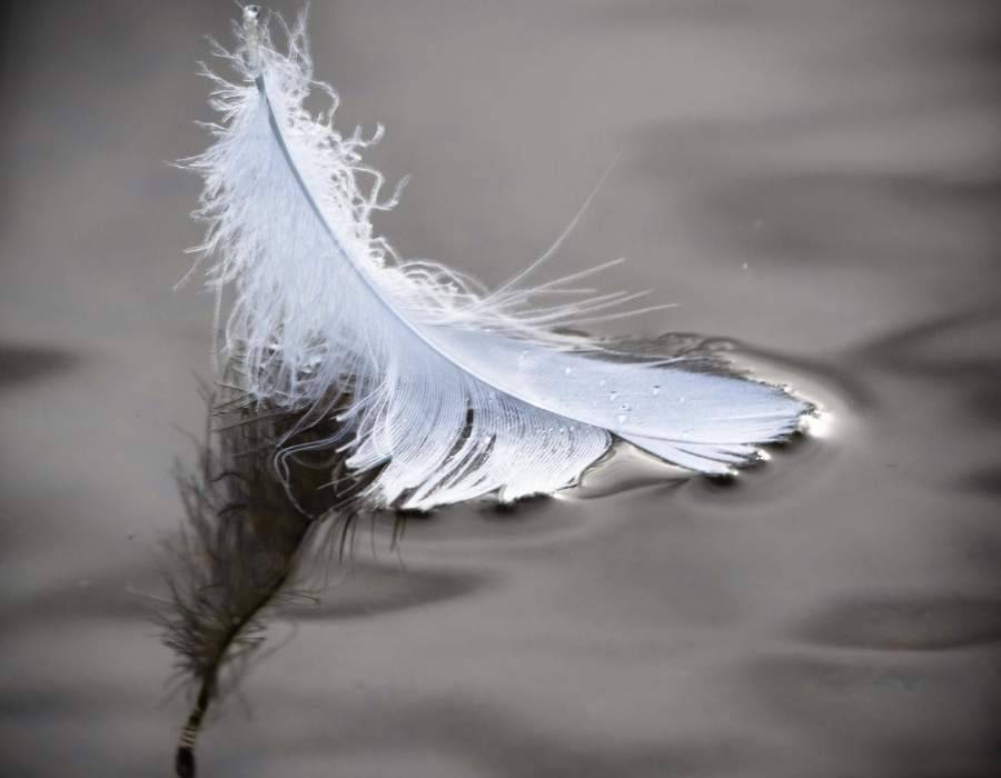 feather