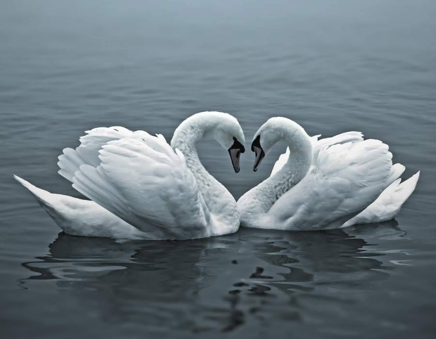 swan love