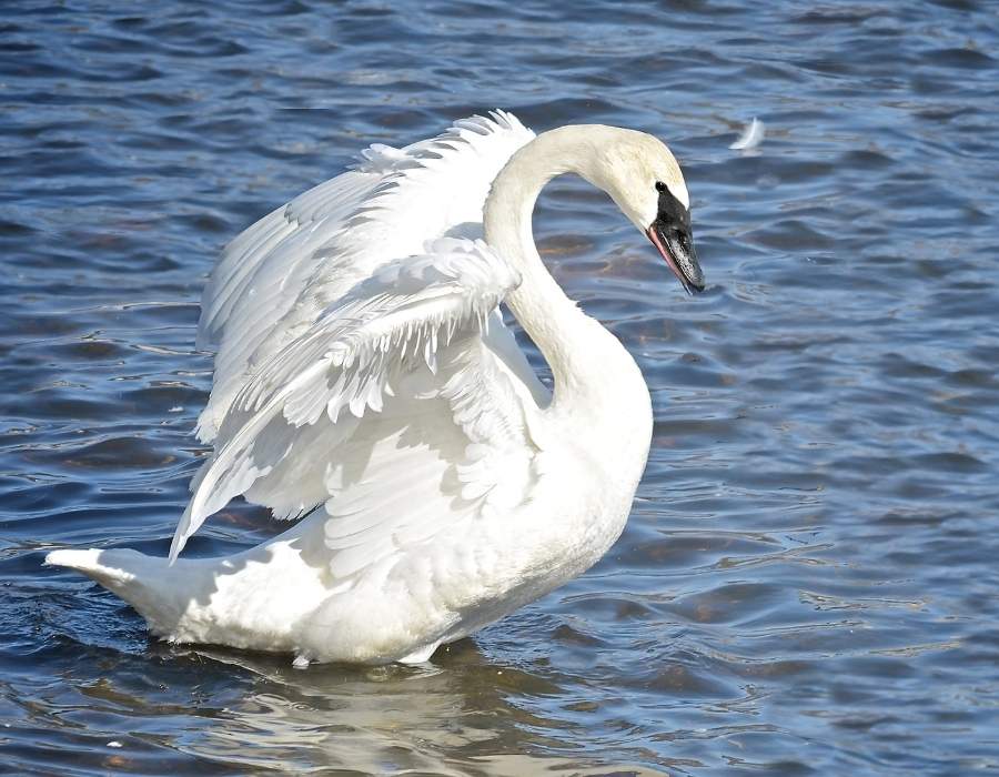 swan showing its feathers
