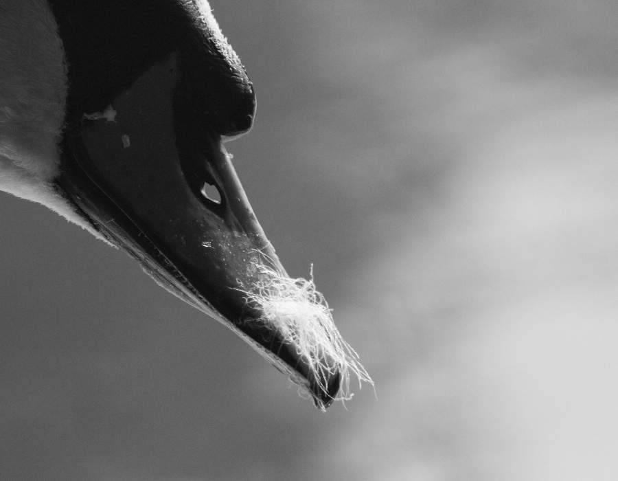 swan with feather on beak