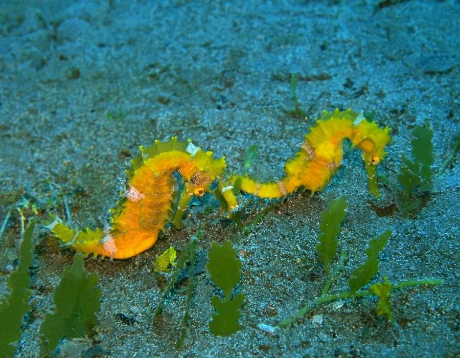 two yellow seahorses