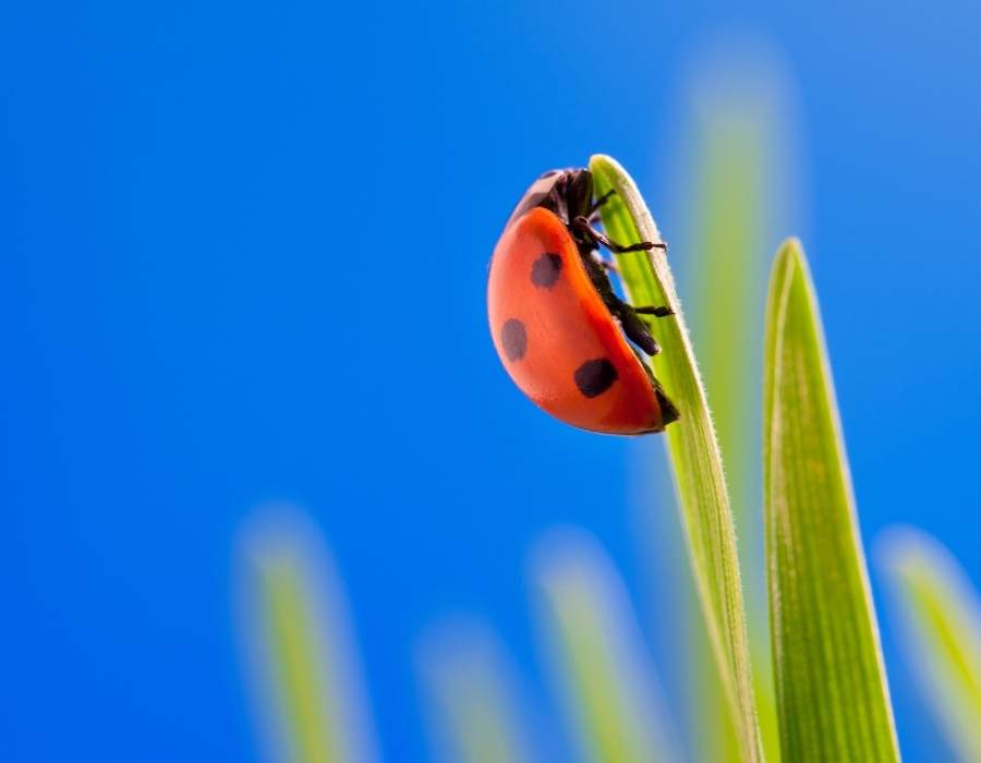 ladybug take off