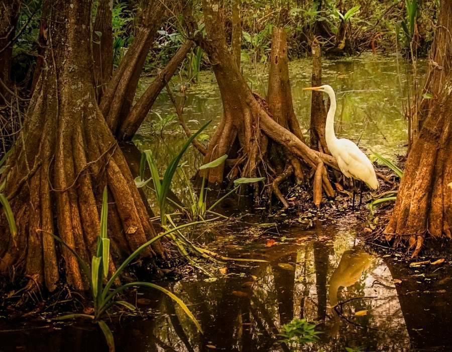 egret in jungle