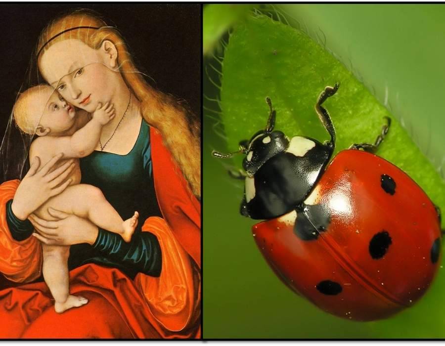 virgin mary ladybug