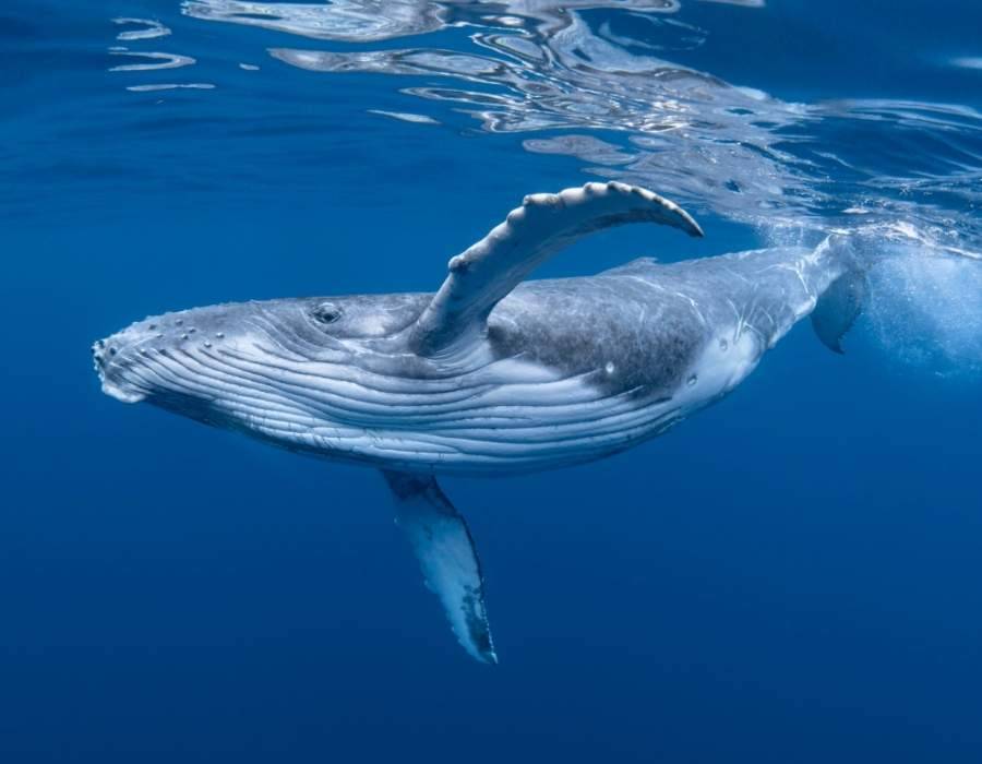 whale underwater