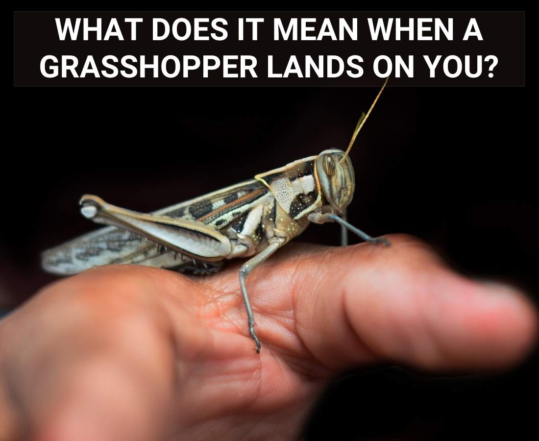what does it mean when a grasshopper lands on you
