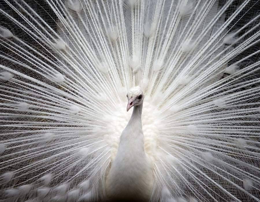 white peacock