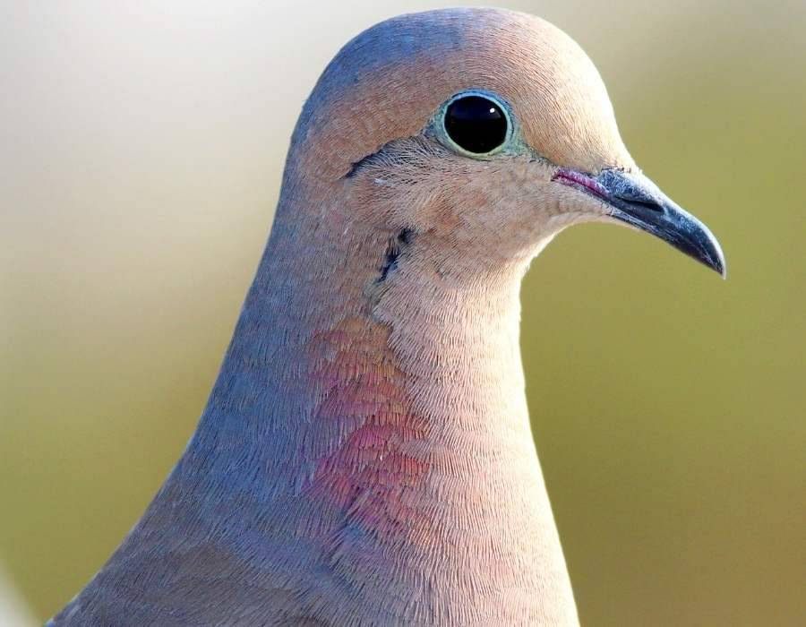 wood pigeon head close Discover the Good Luck Charm: The Symbolic Meaning Behind Pigeon Feathers