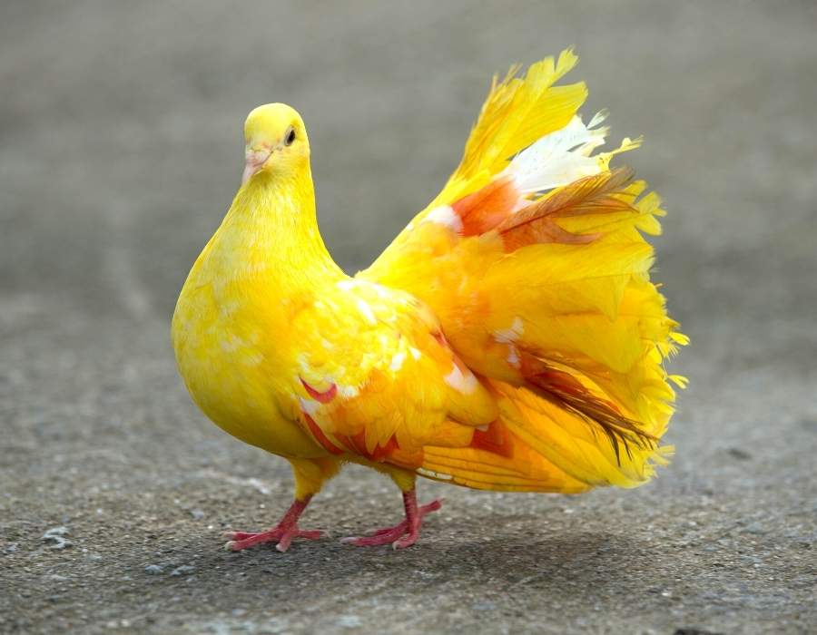 yellow pigeon