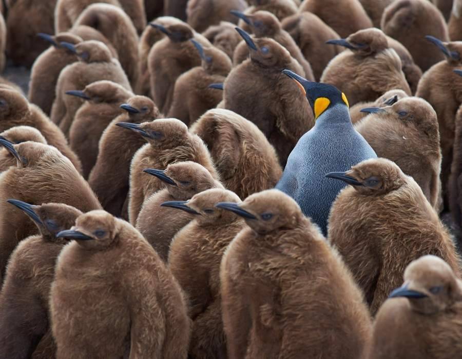 young and old penguin