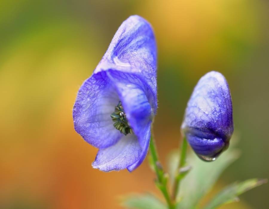 Aconitum, aconite, monkshood, wolf's-bane, leopard's bane, mousebane, women's bane, devils helmet, queen of poisons or blue rocket