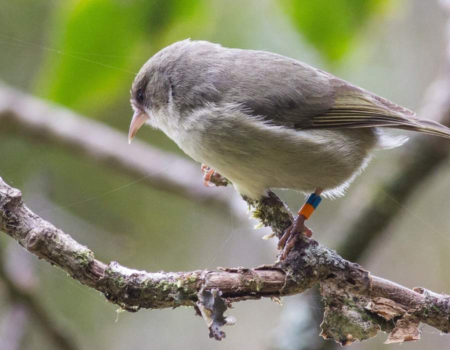 Akikiki Appreciate These 15 Endangered Bird Species While You Still Can