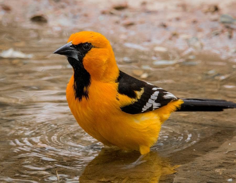 Altamira Oriole Icterus gularis