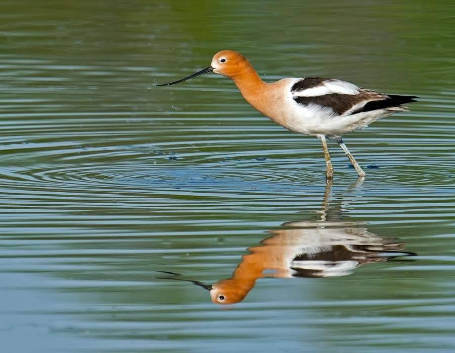 American Avocet (Recurvirostra americana) - wading bird