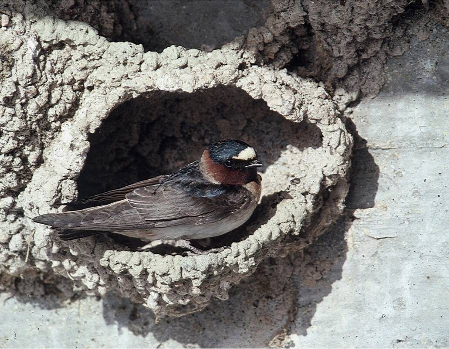 American cliff swallow (Petrochelidon pyrrhonota) sits in mud nest