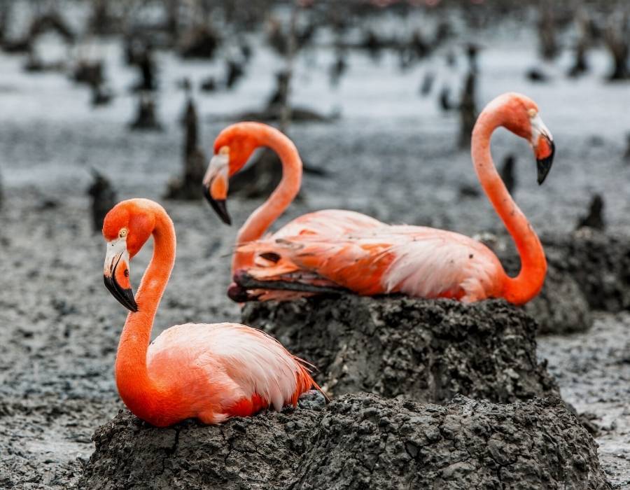 American flamingo (Phoenicopterus ruber) sitting on mud nests